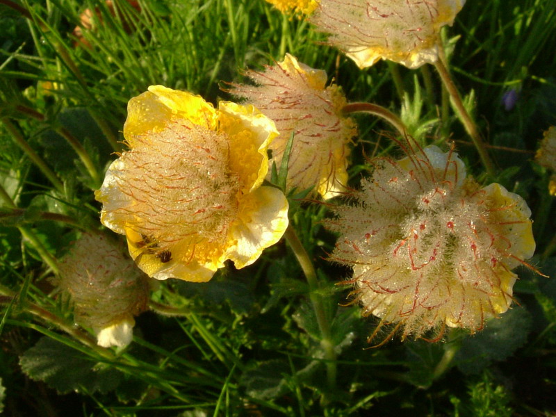 Geum montanum / Cariofillata montana
